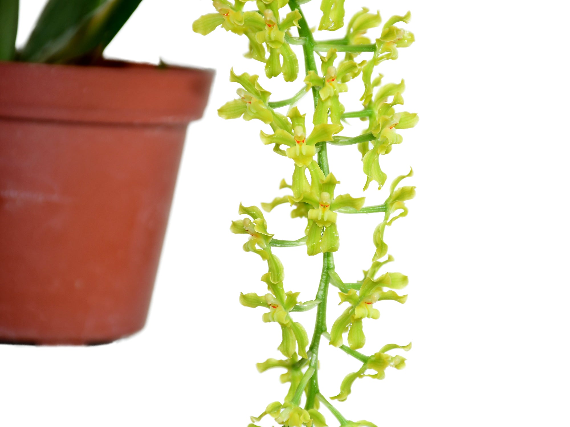 Gomesa recurva