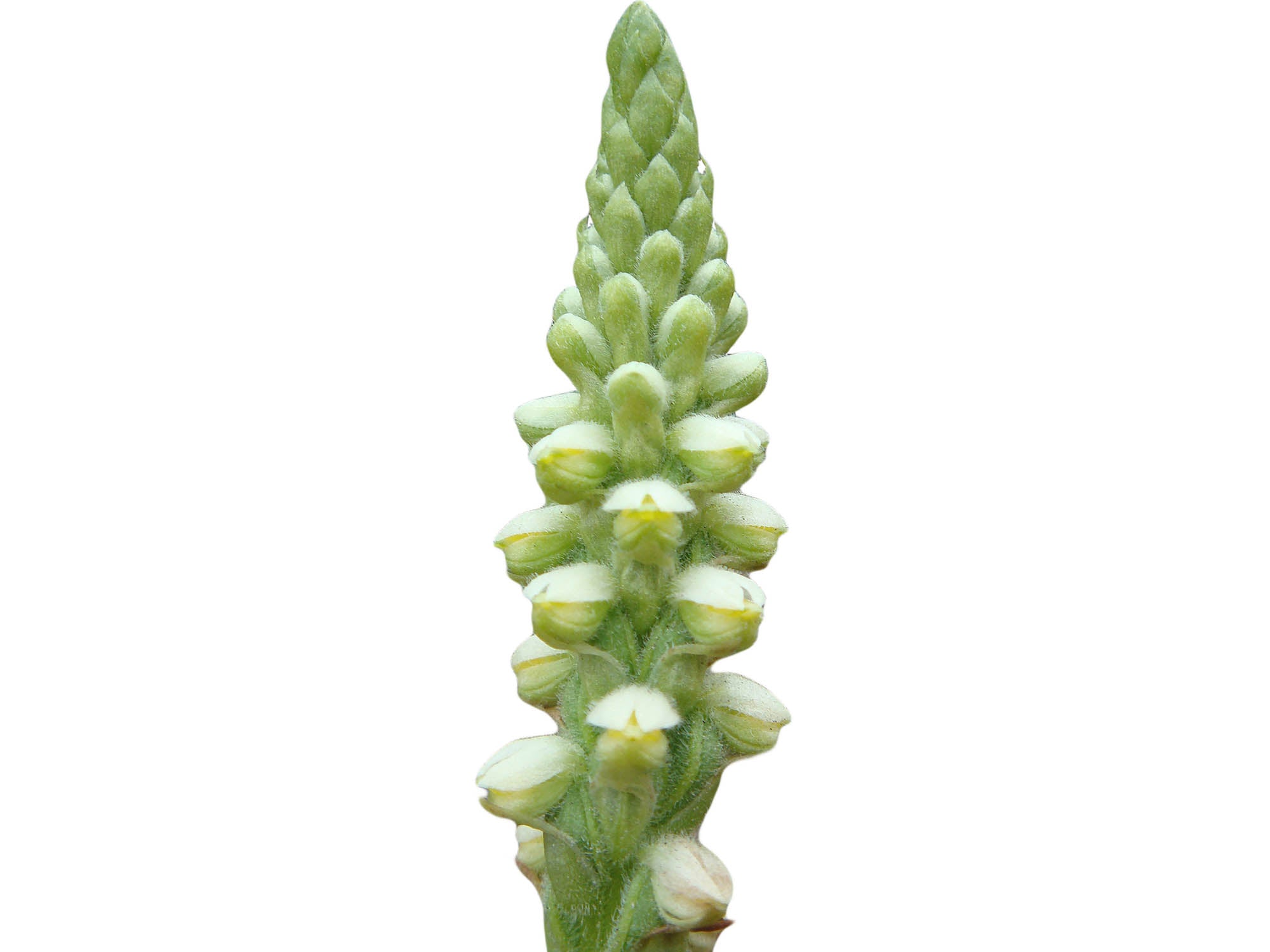 Gomphichis valida
