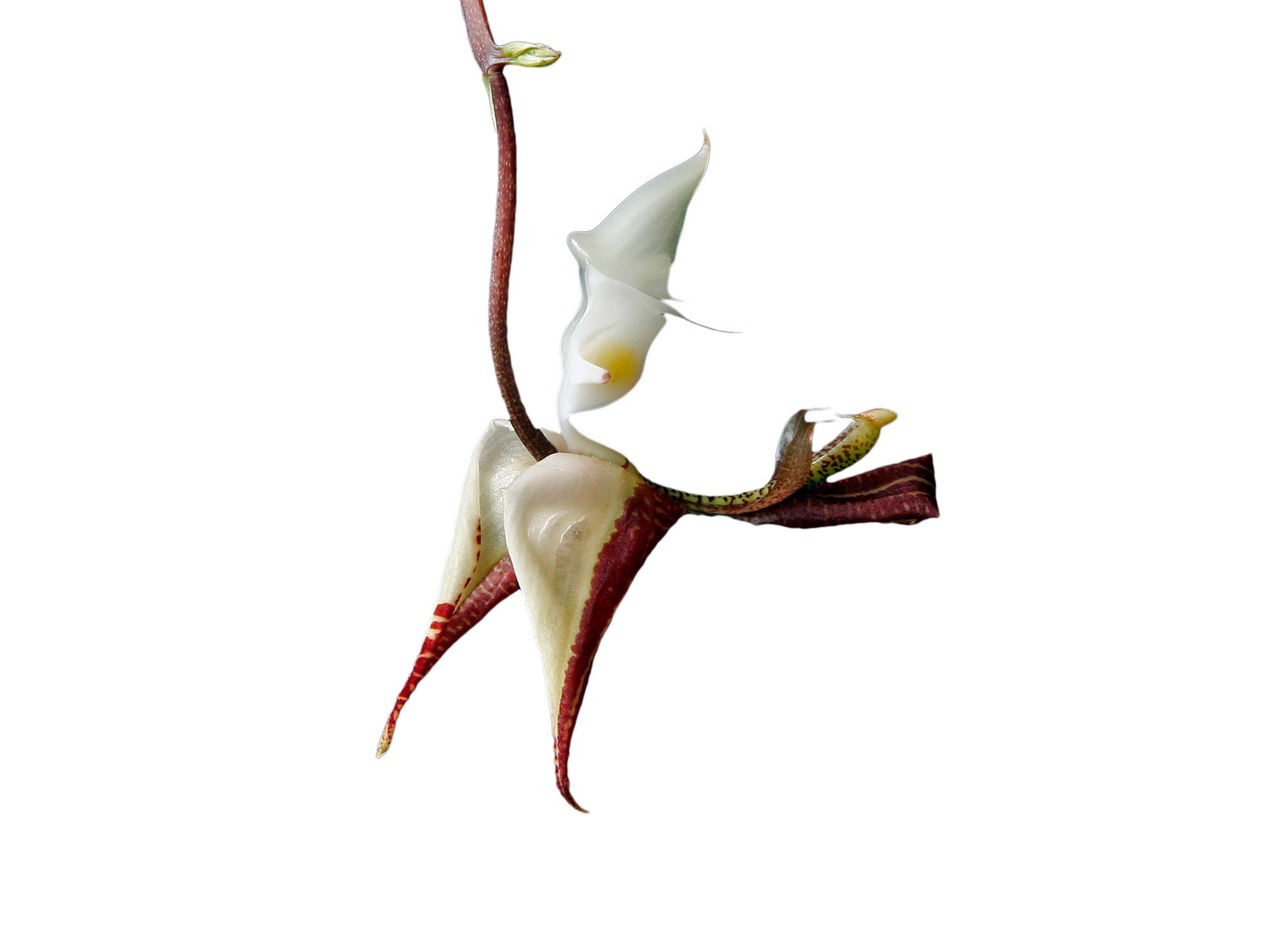 Gongora chocoensis