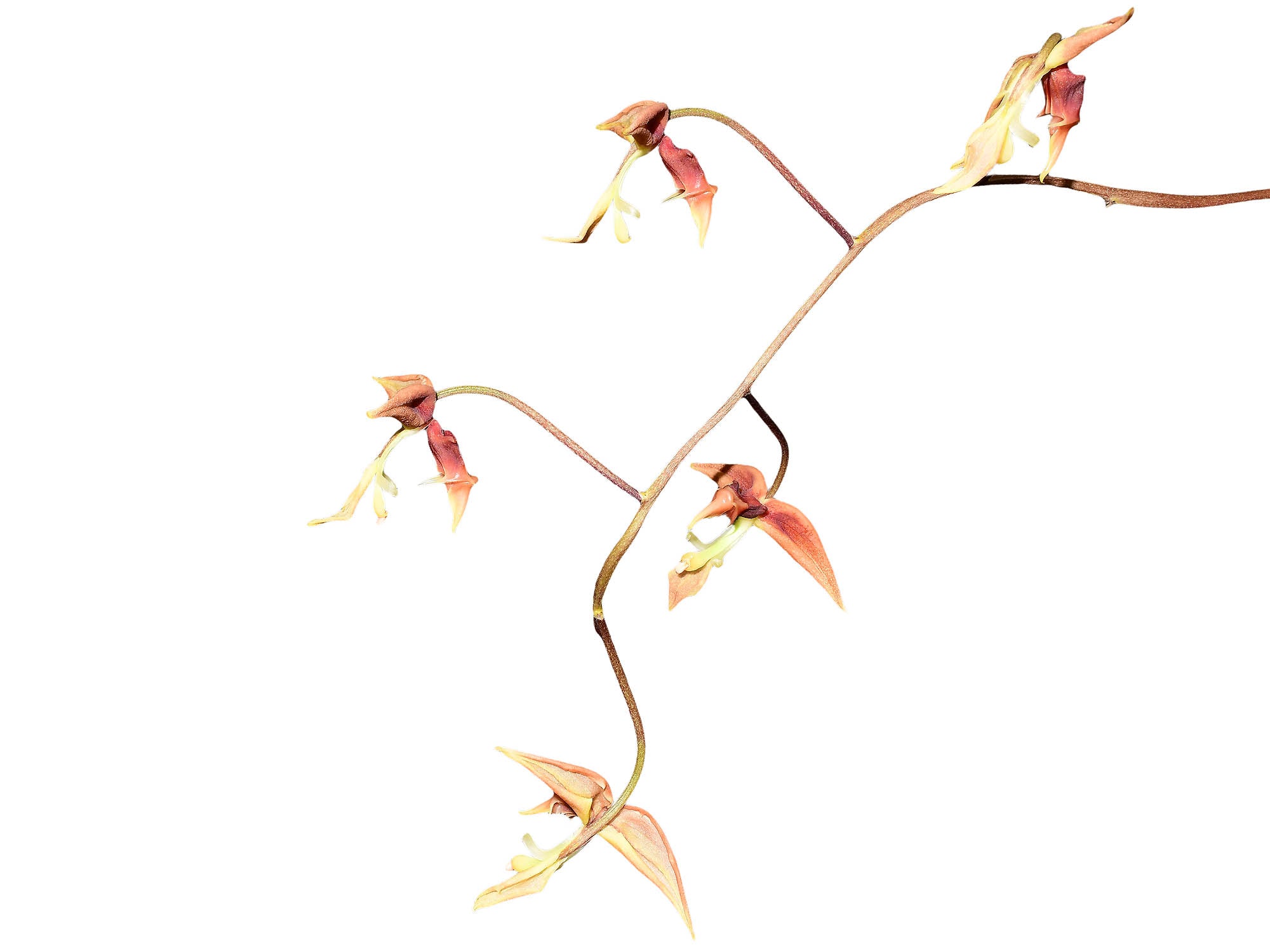 Gongora aromatica
