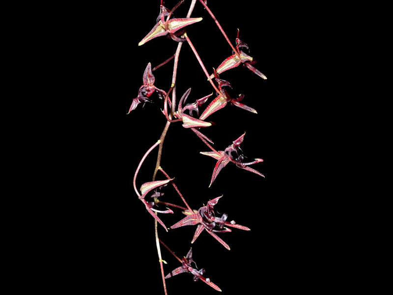 Gongora atropurpurea