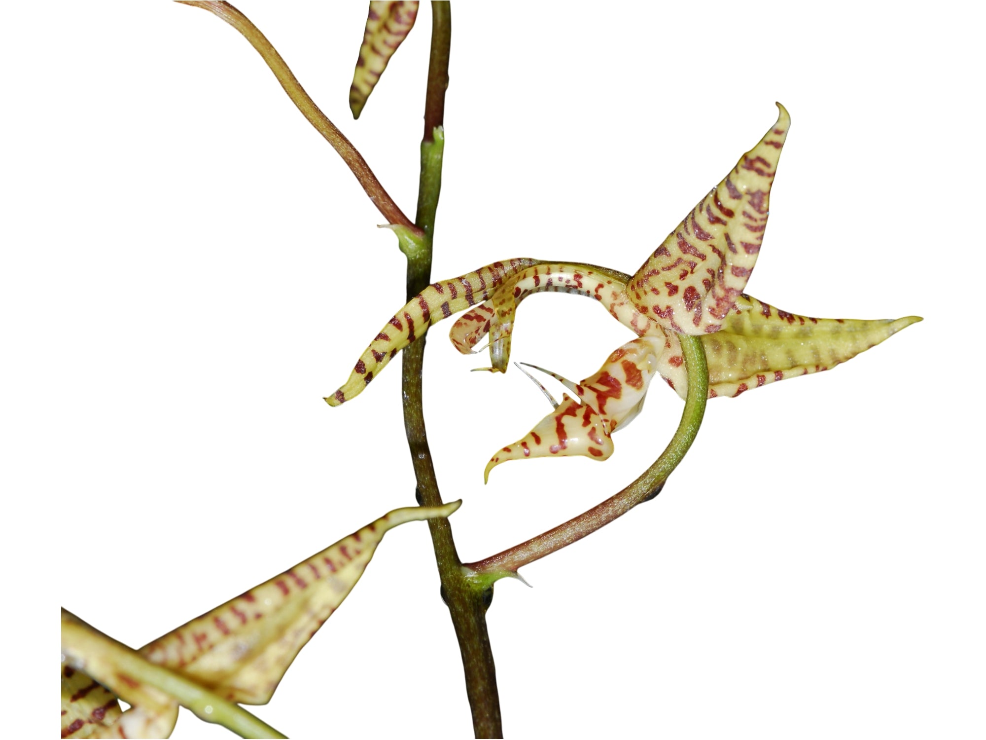 Gongora bufonia