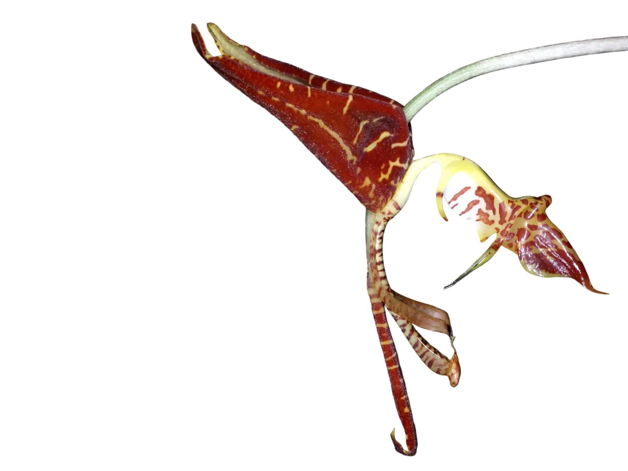 Gongora catilligera