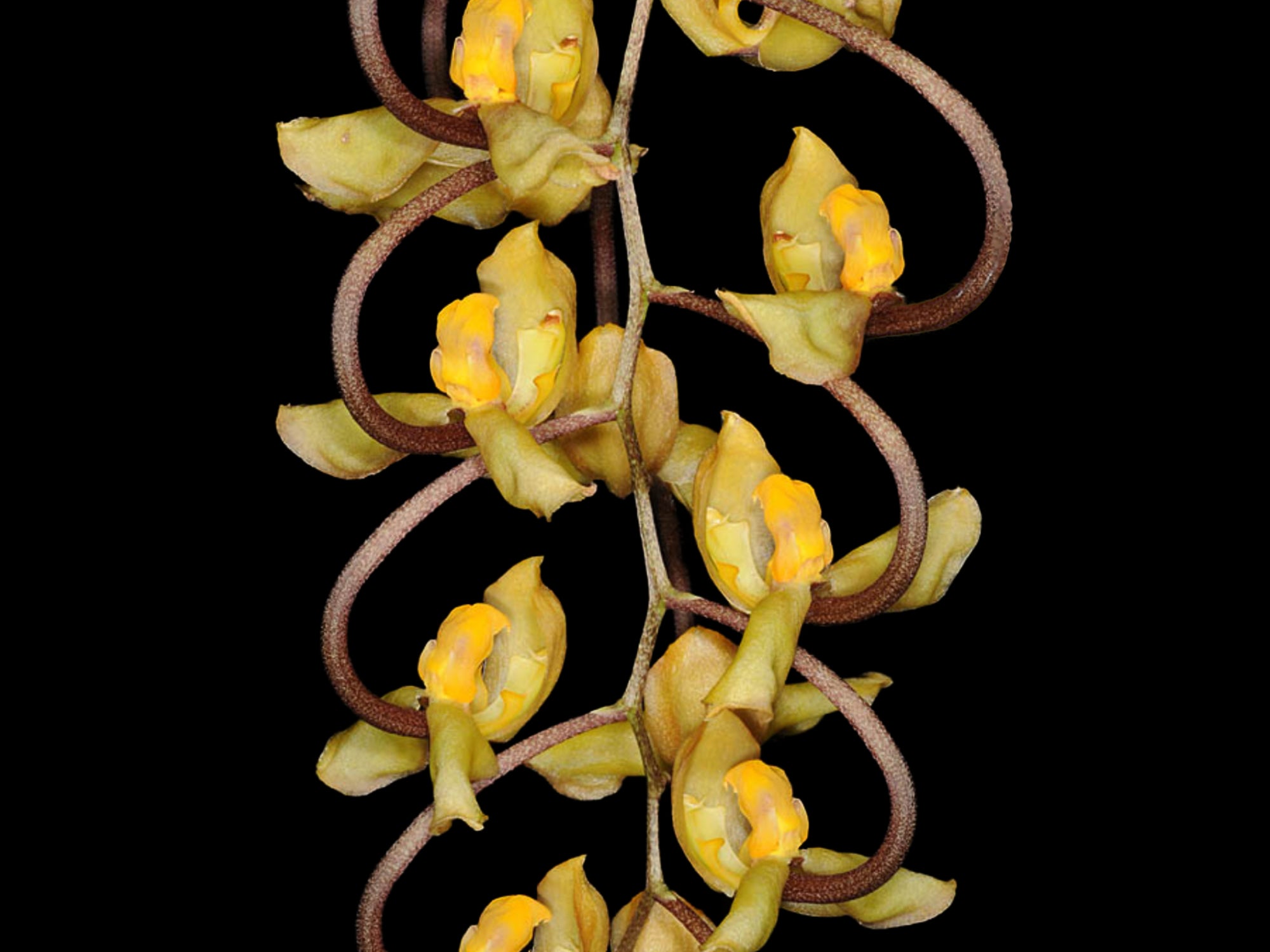 Gongora galeata