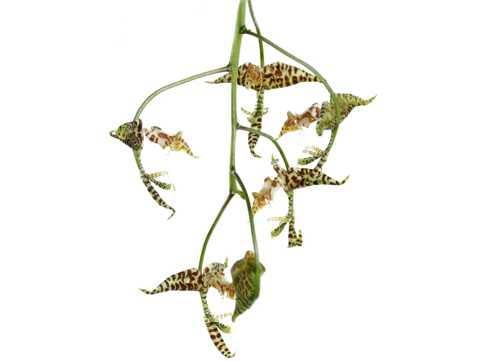 Gongora gibba