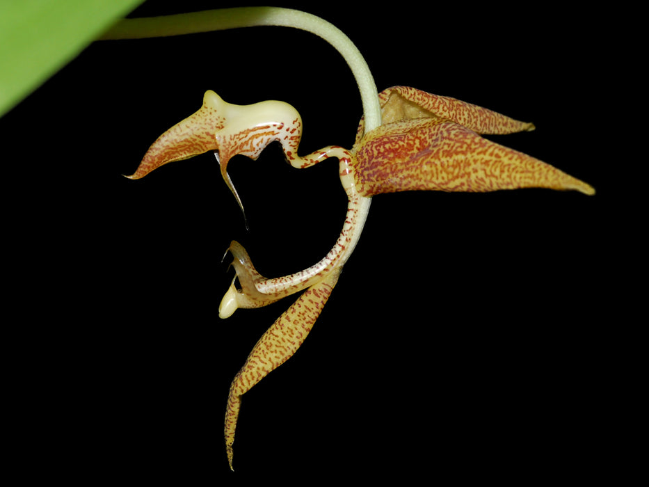 Gongora gratulabunda