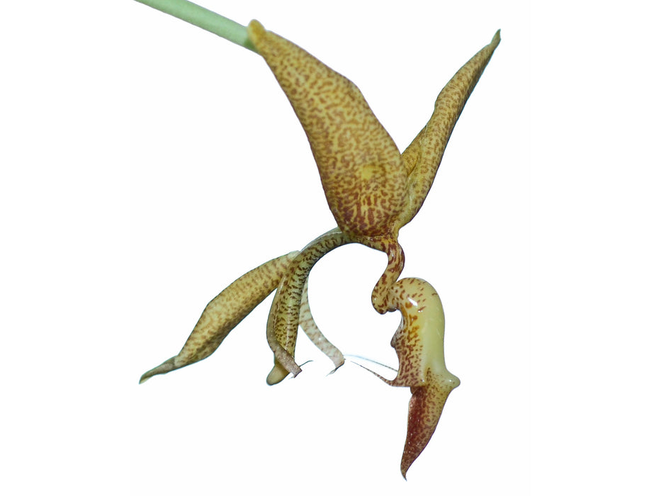 Gongora gratulabunda