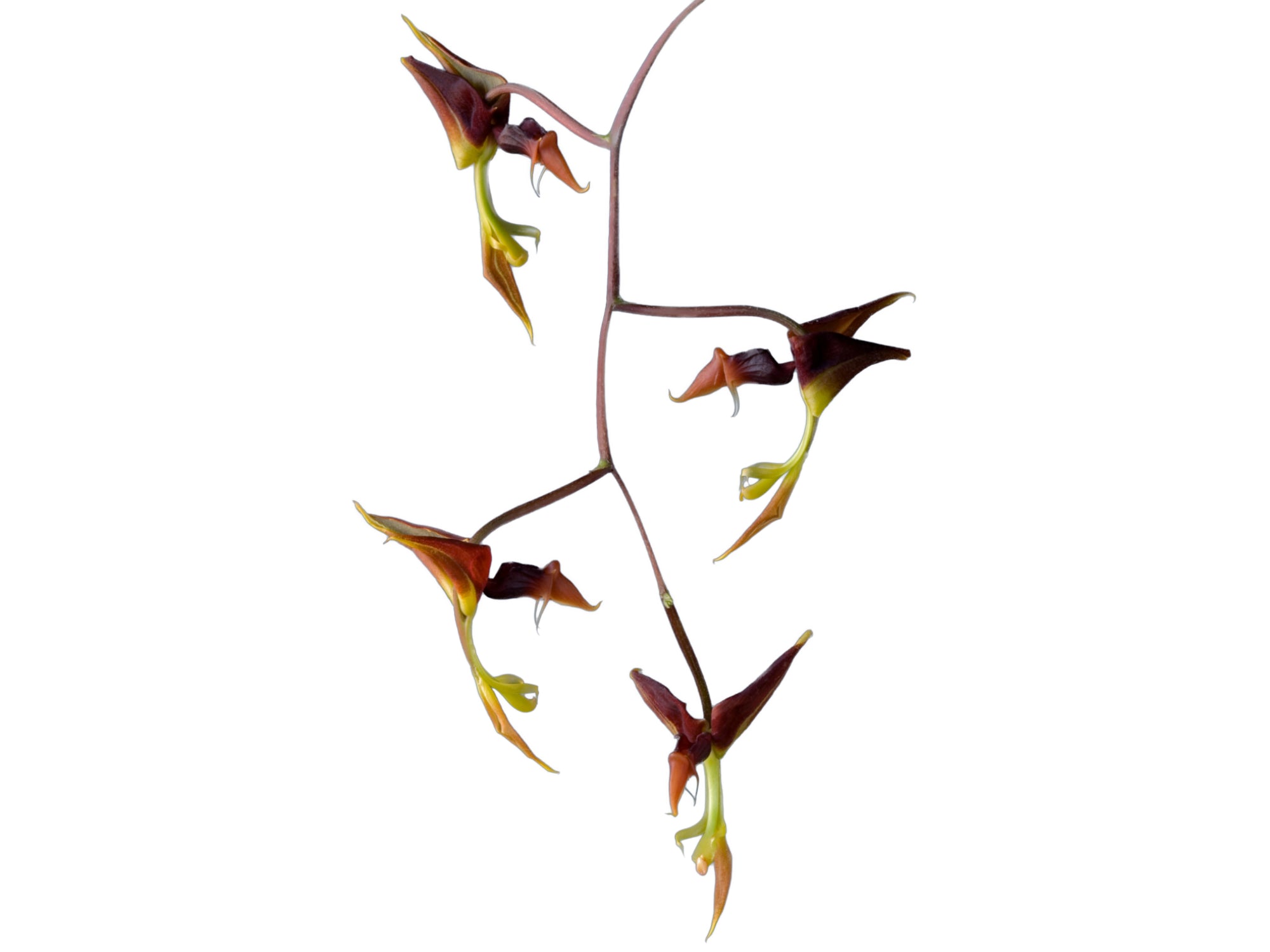 Gongora ilense