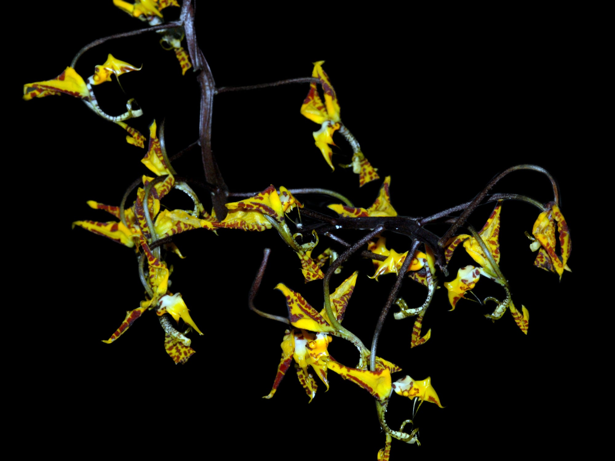 Gongora irmgardiae