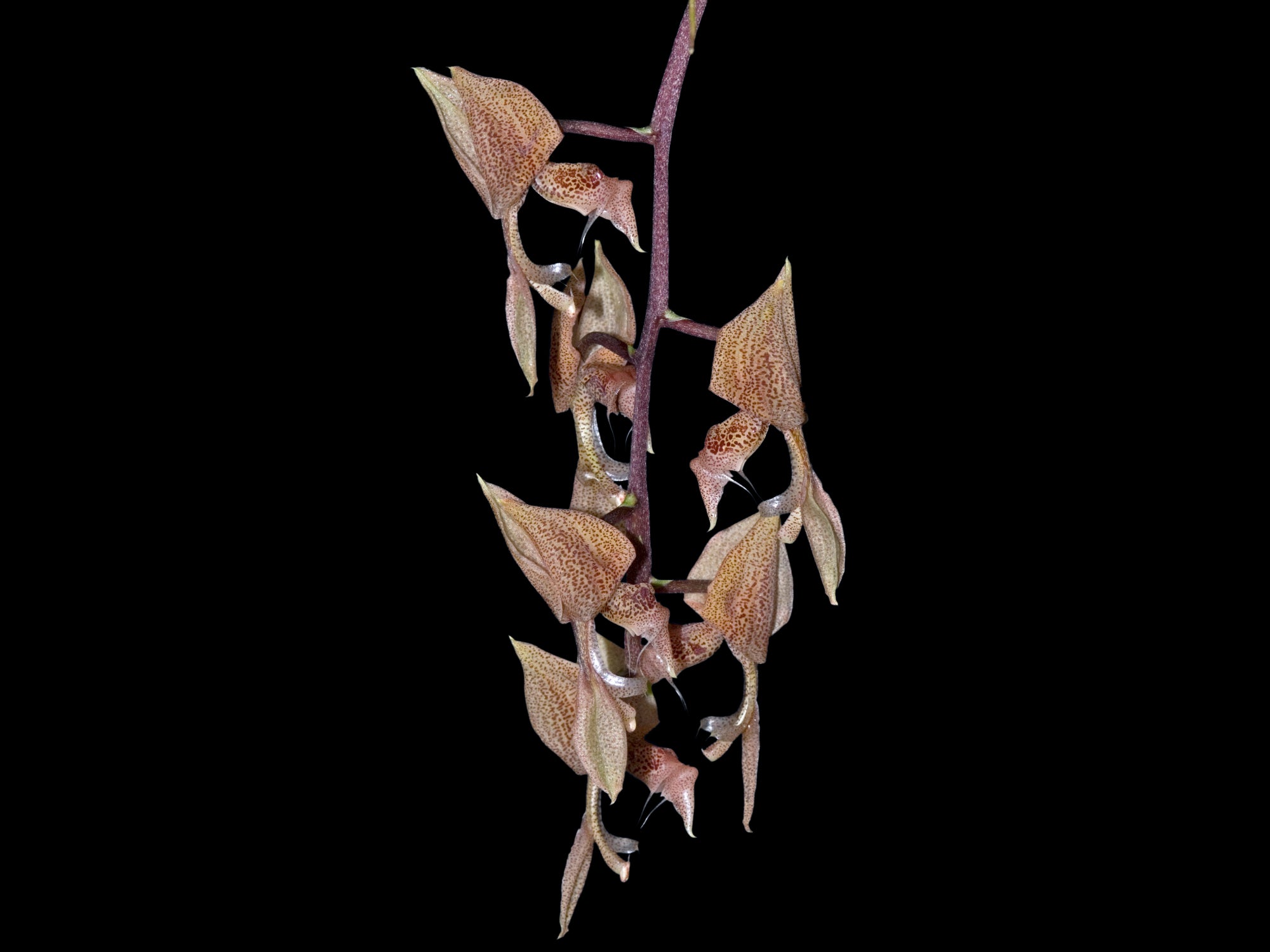 Gongora latisepala