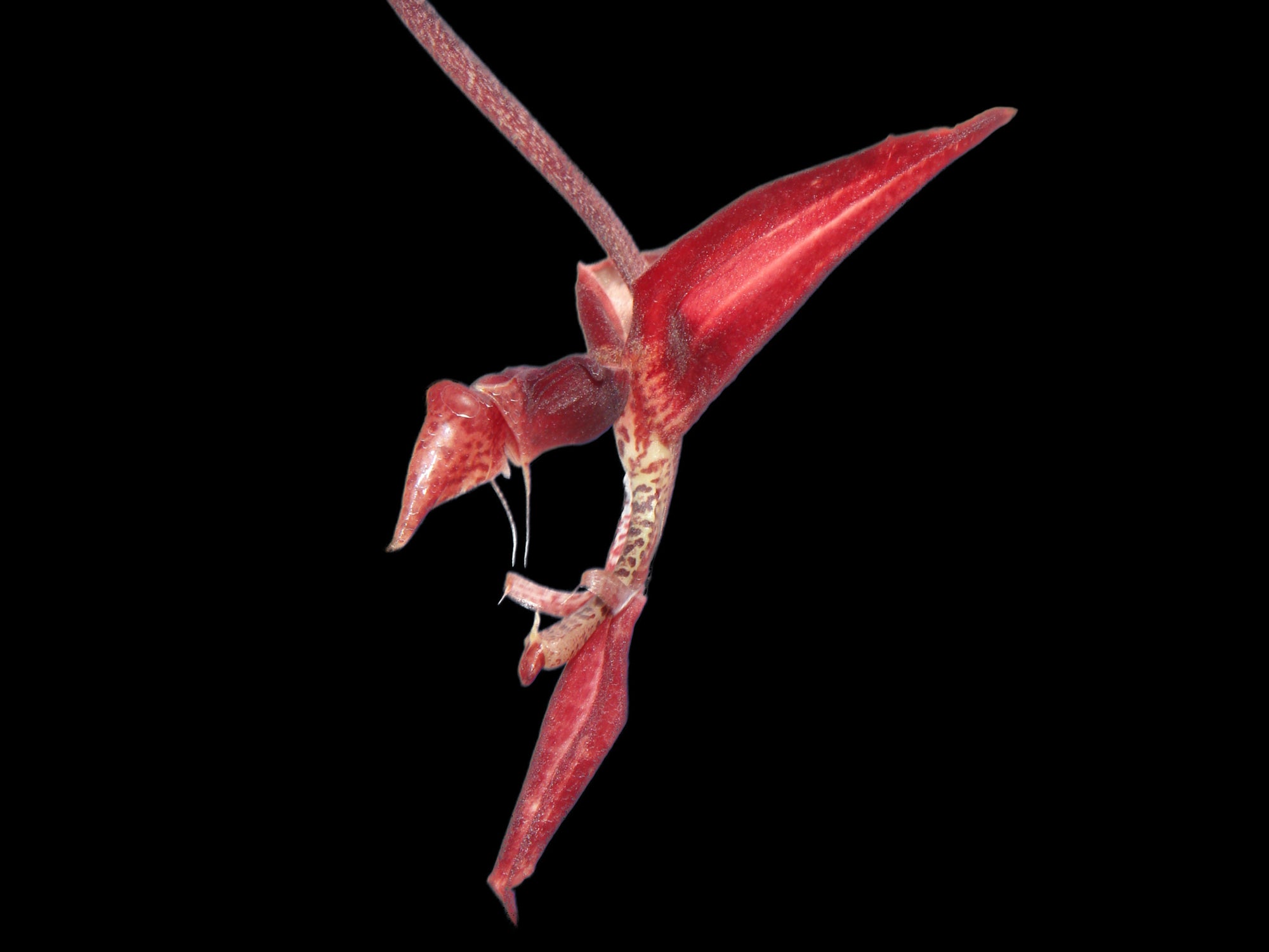 Gongora odoratissima