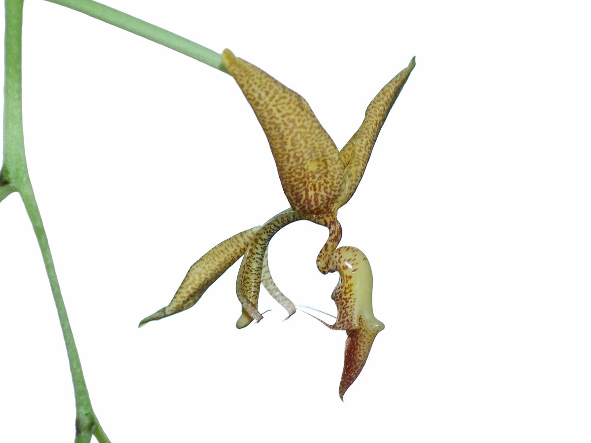 Gongora pardina — Ecuagenera Orquídeas del Ecuador Gongora pardina — Ecuagenera Orquídeas del Ecuador