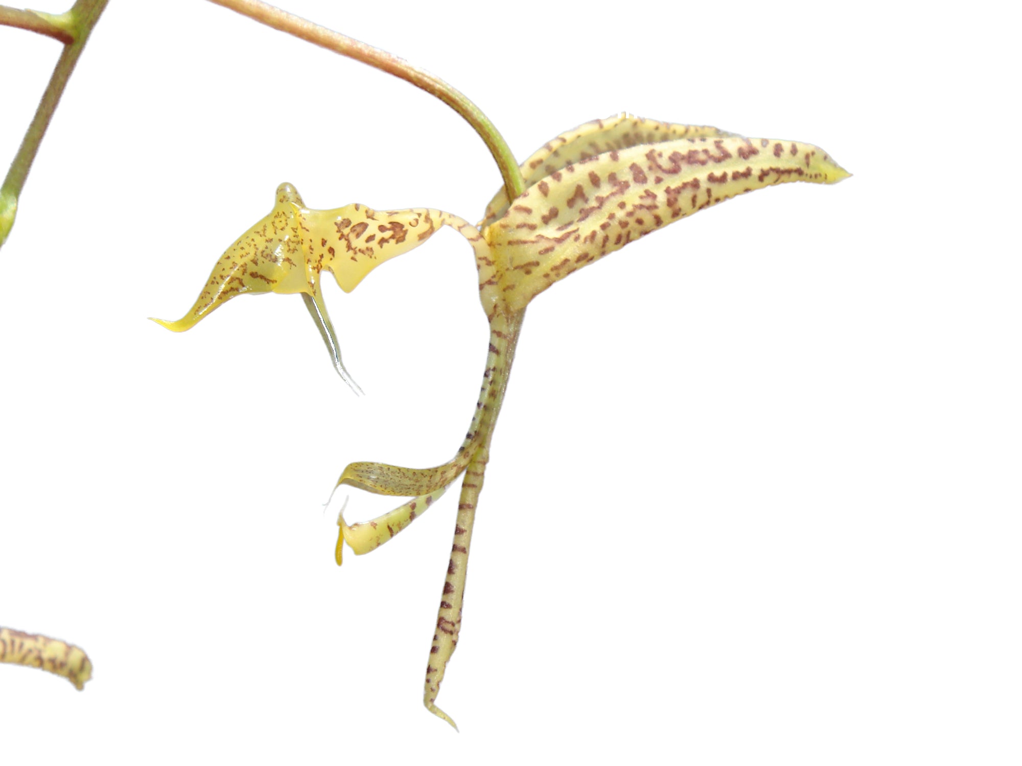 Gongora pardina type