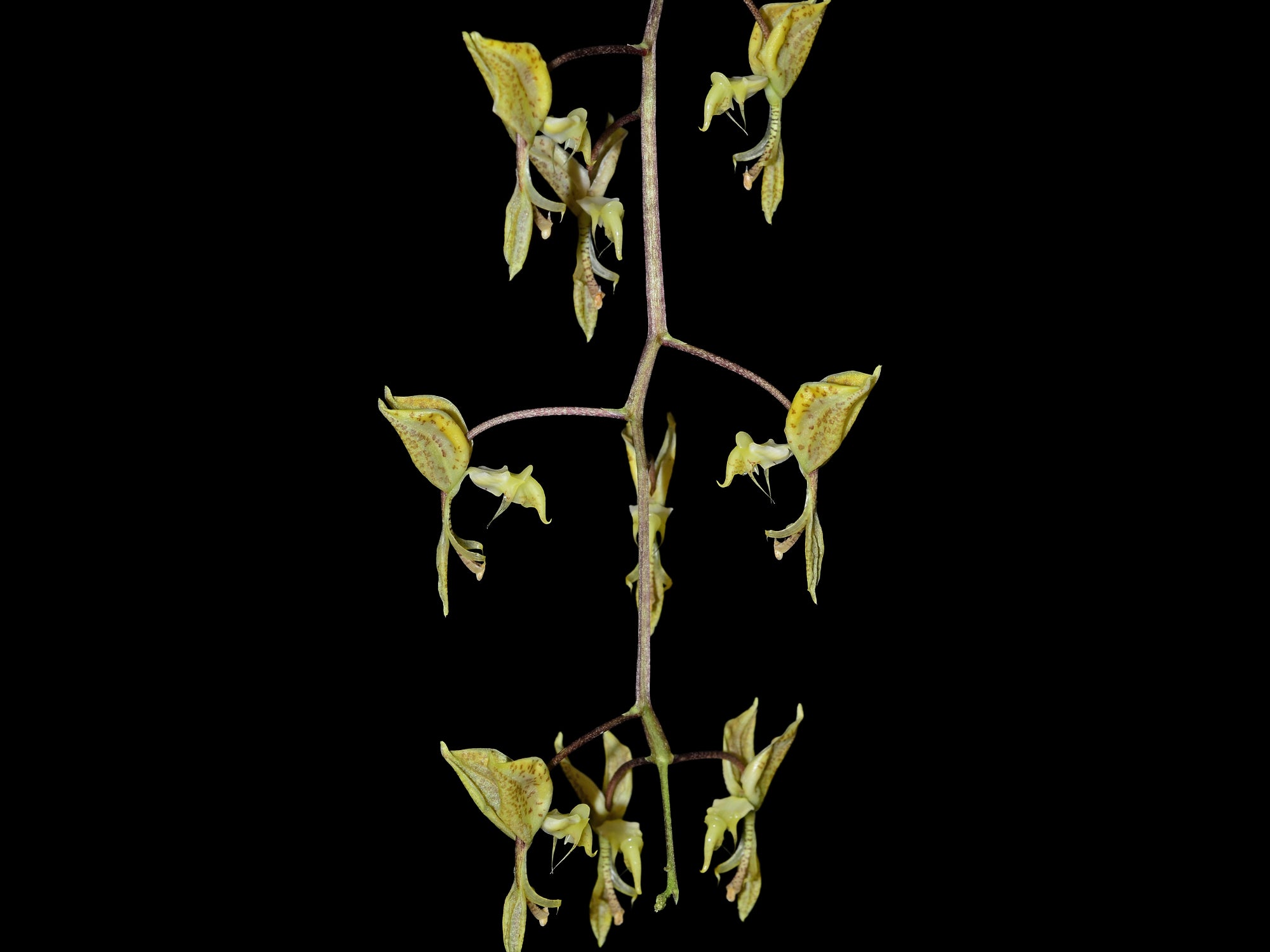 Gongora pleiochroma