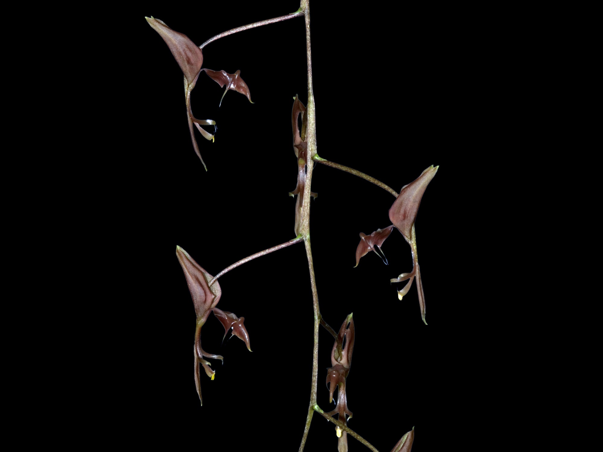 Gongora quinquenervis