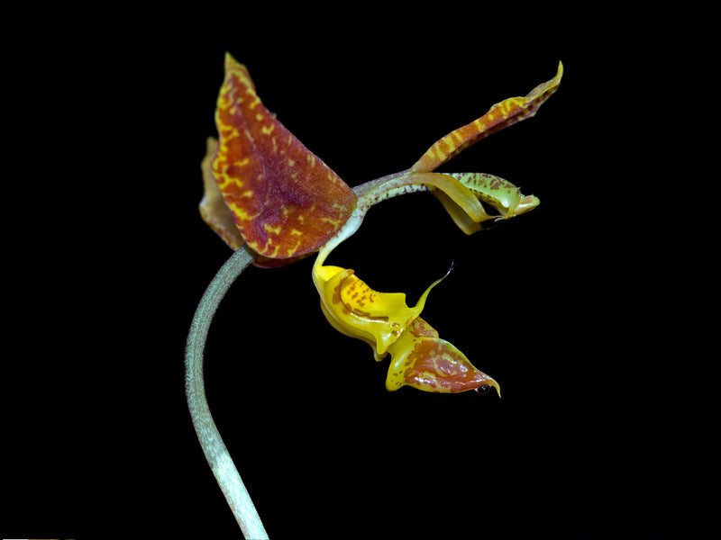 Gongora rufescens