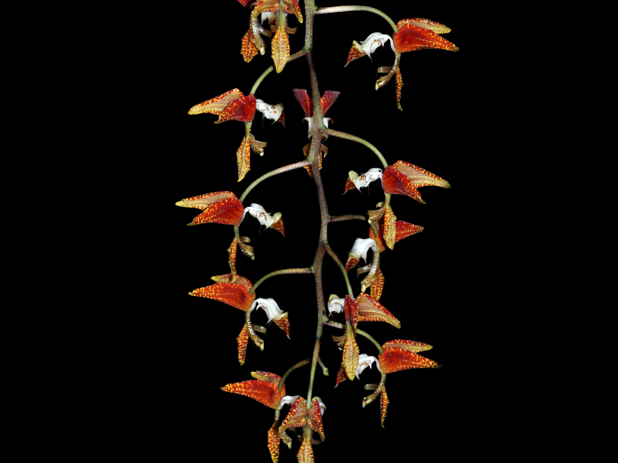 Gongora rufescens