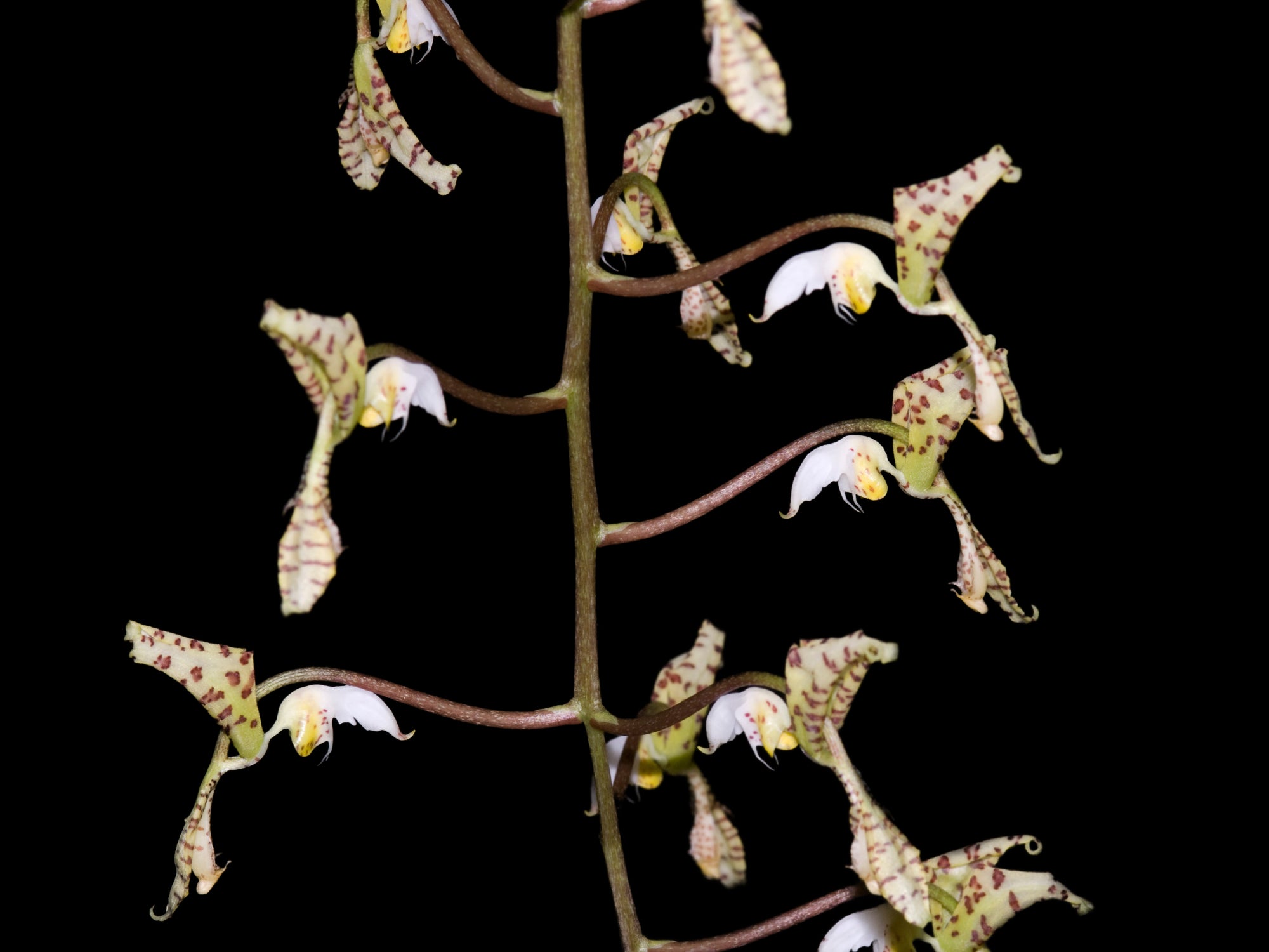 Gongora scaphephorus