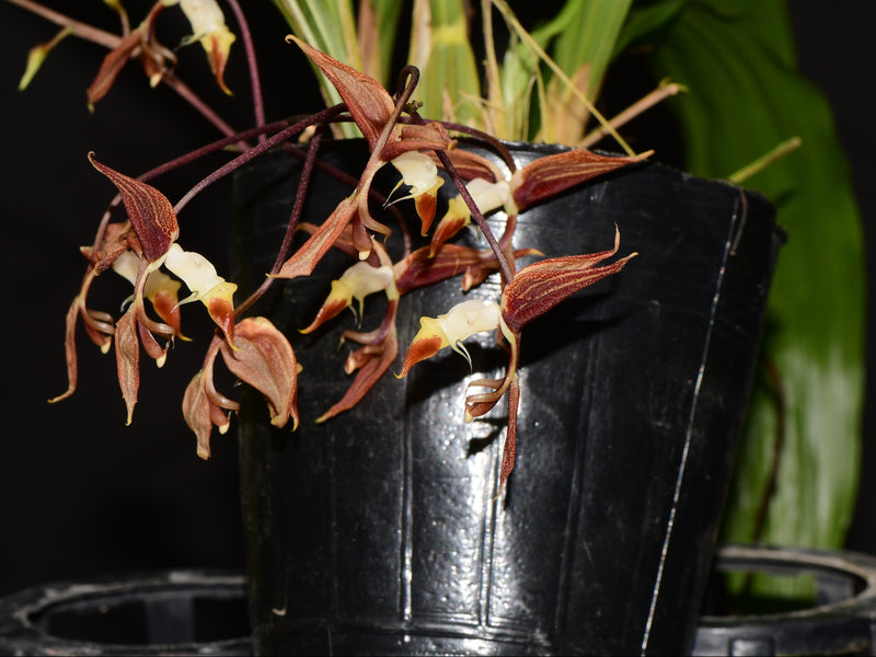 Gongora superflua