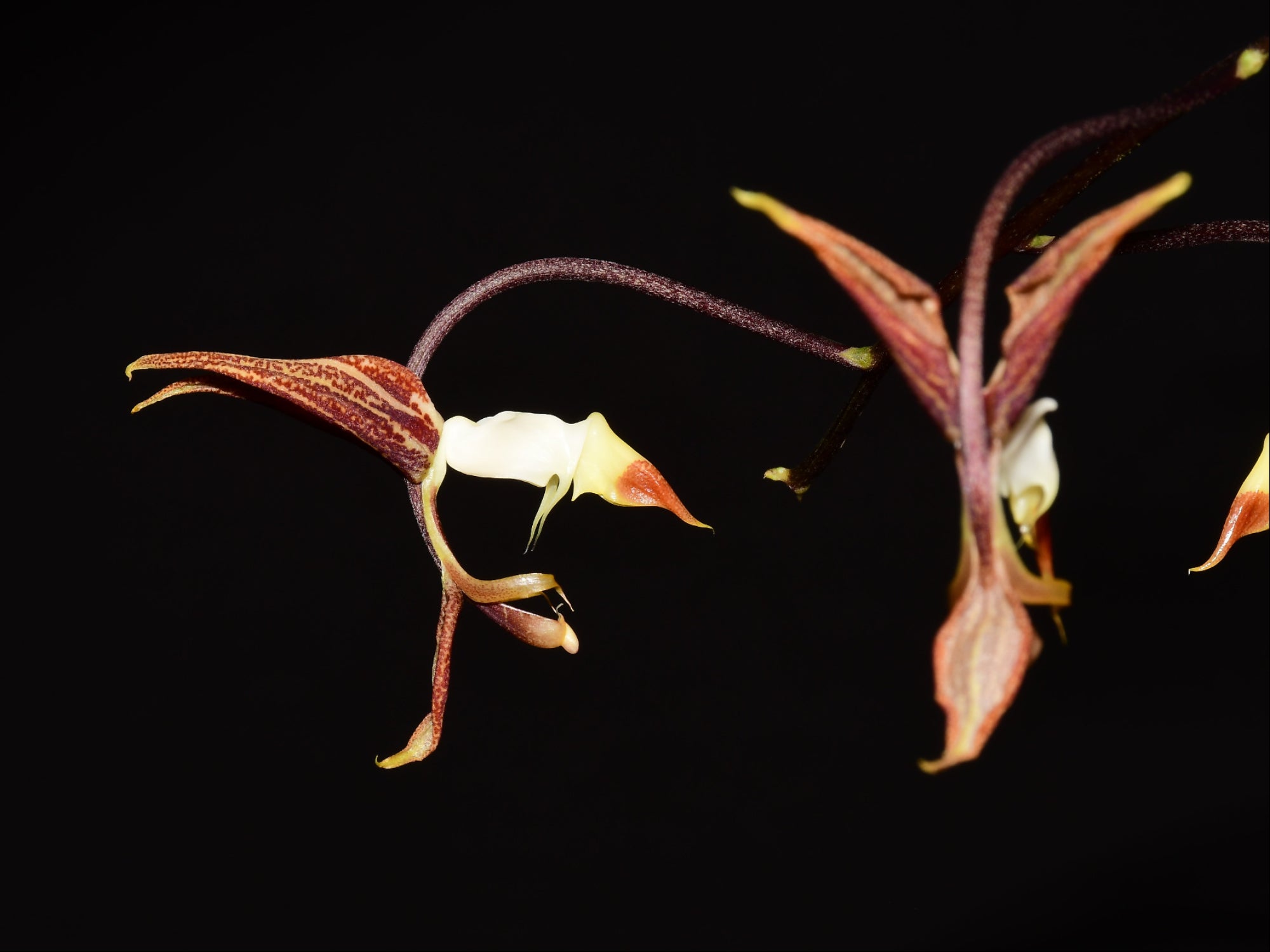 Gongora superflua