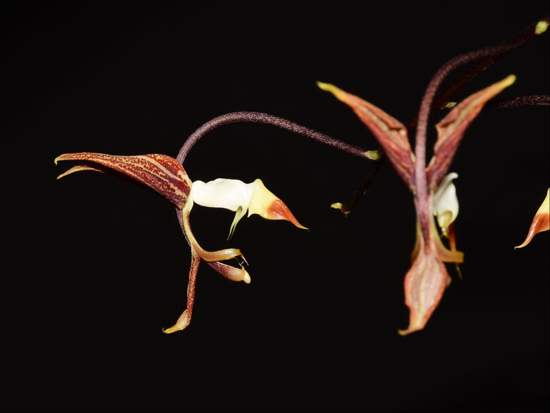 Gongora superflua
