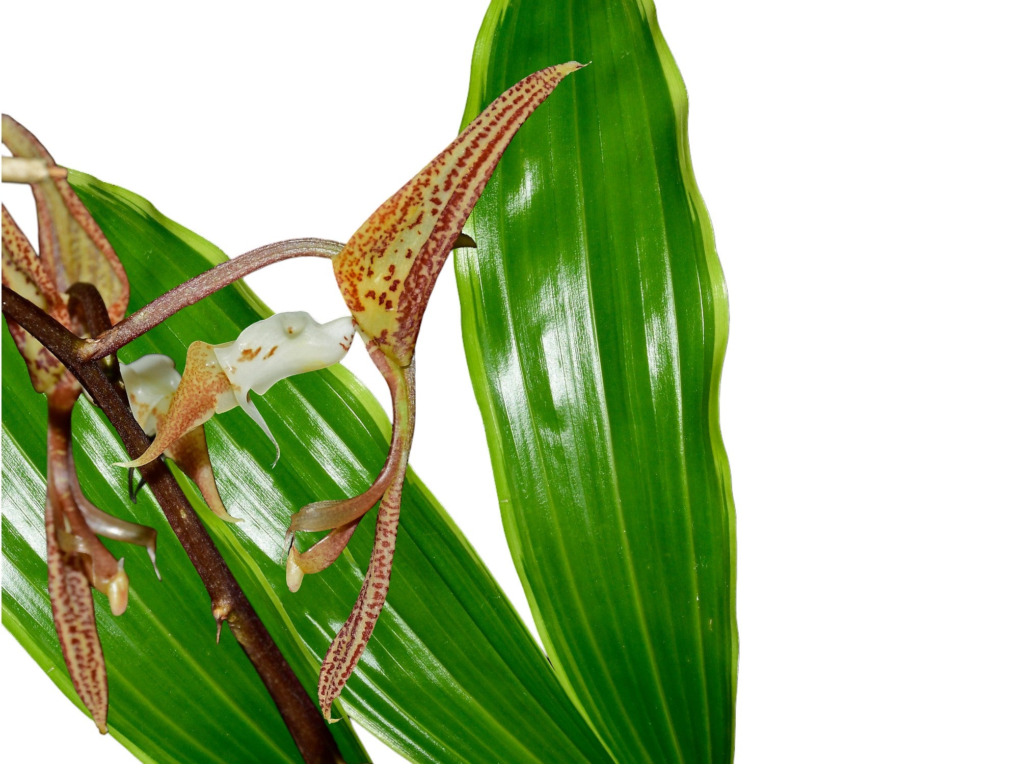Gongora superflua variegada