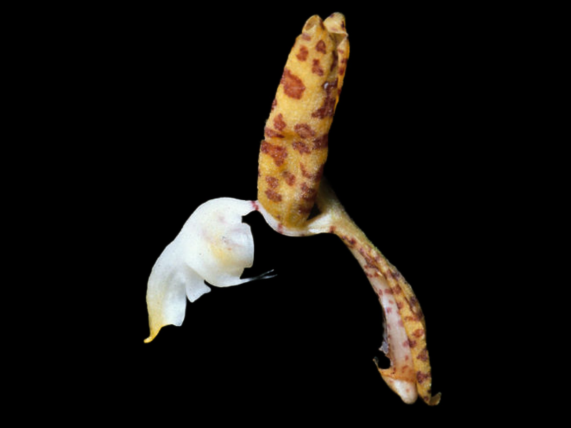 Gongora tracyana
