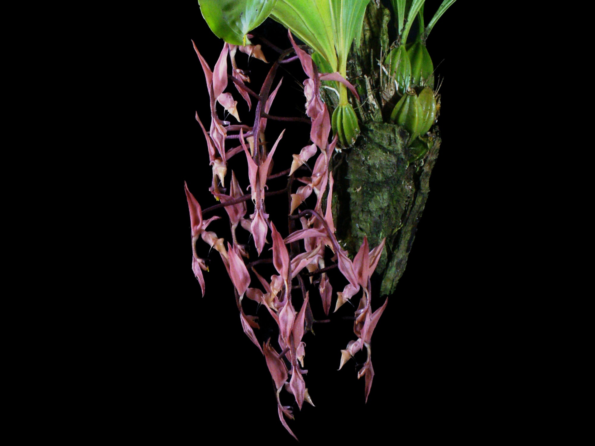Gongora unicolor