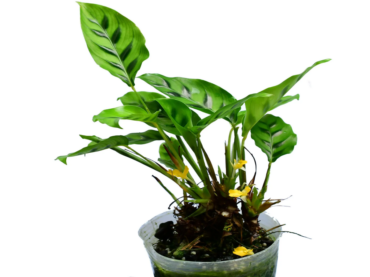 concinna prayer plant Goeppertia concinna — Ecuagenera Orquídeas del Ecuador
