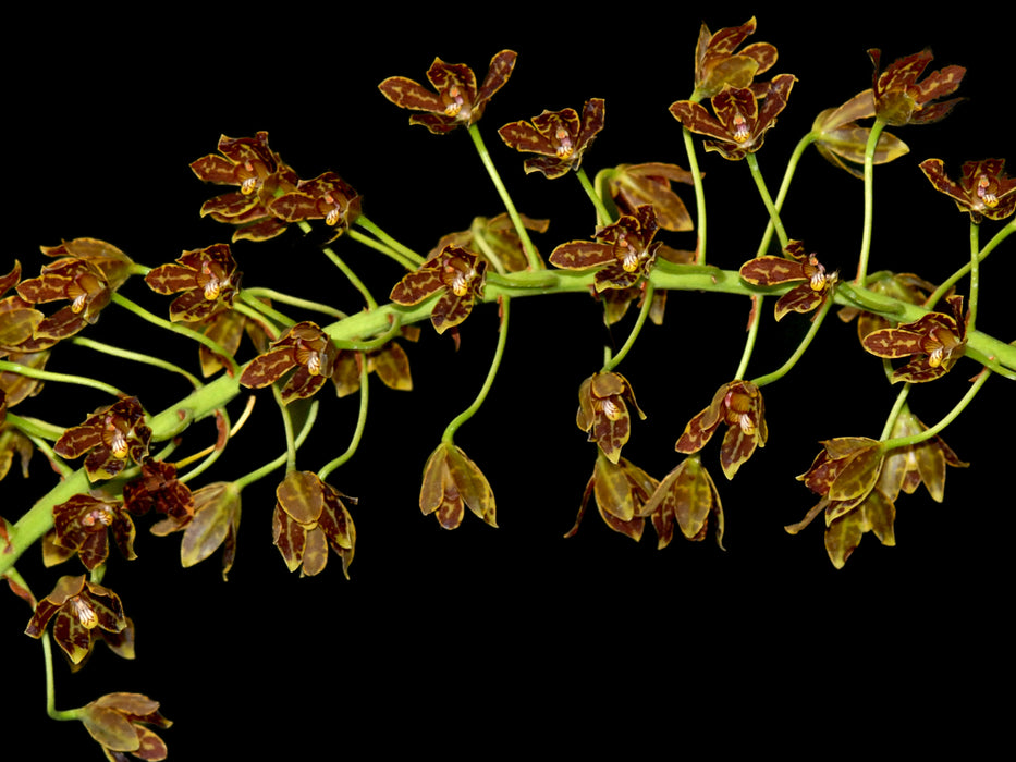 Grammatophyllum scriptum