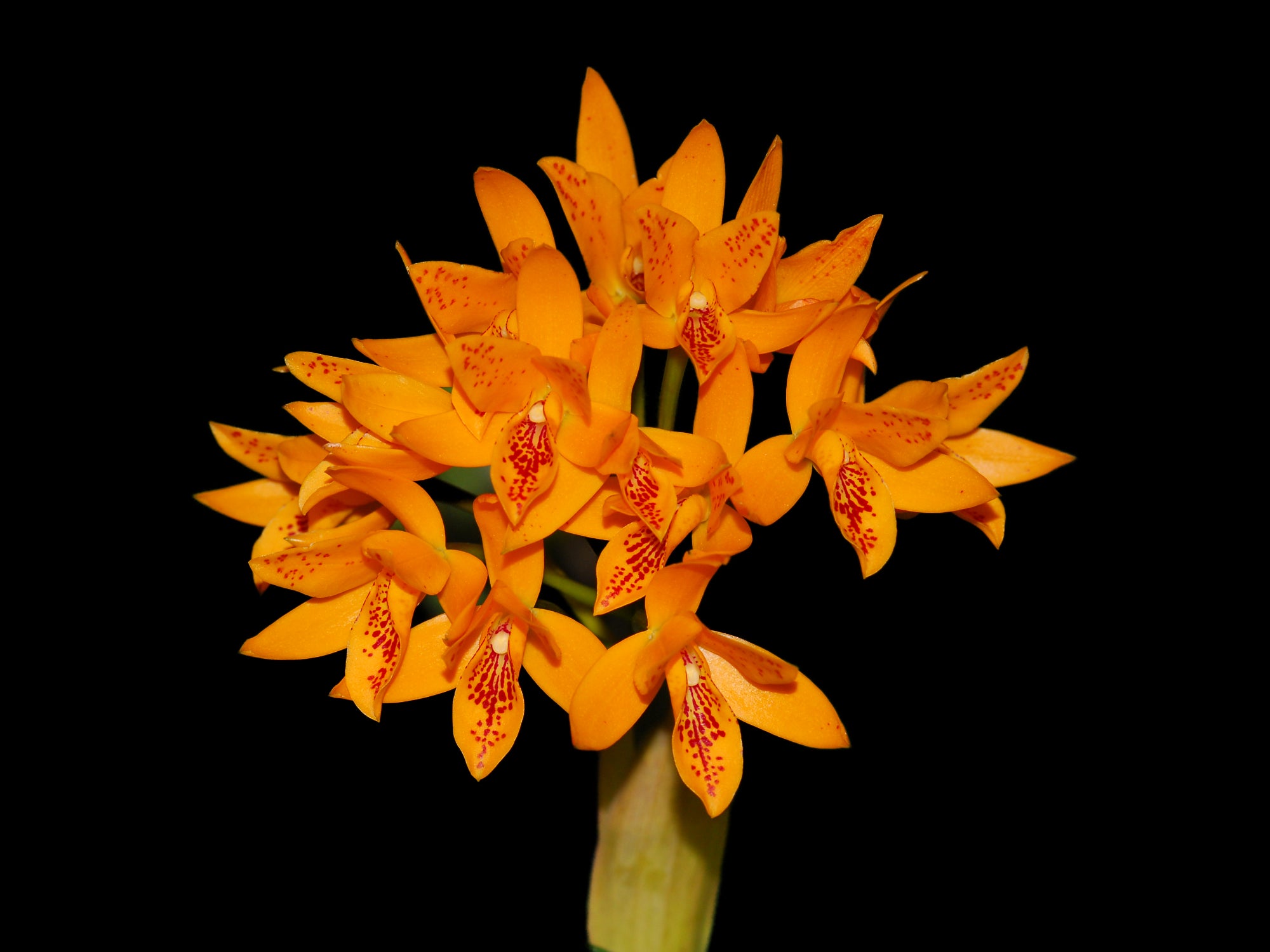 Guarianthe aurantiaca