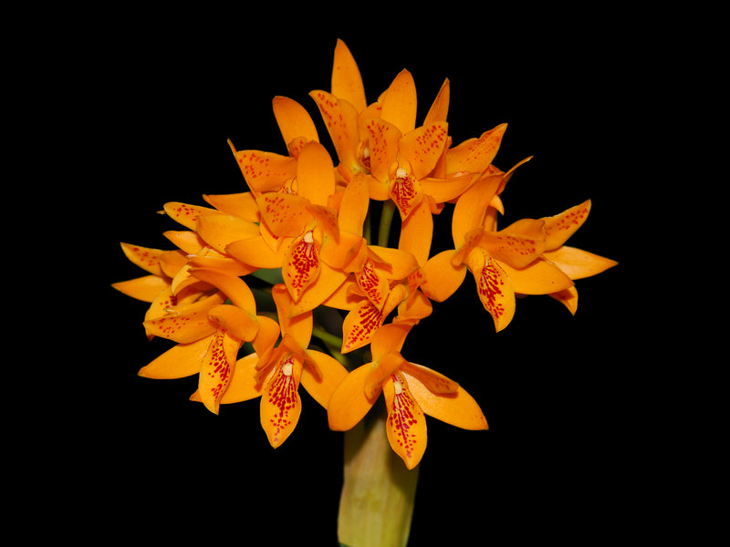 Guarianthe aurantiaca