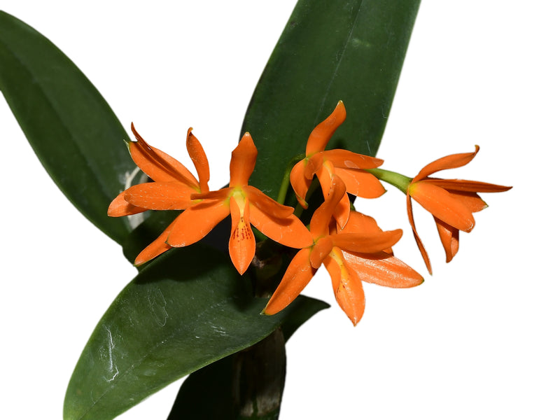 Guarianthe aurantiaca 'sin manchas'
