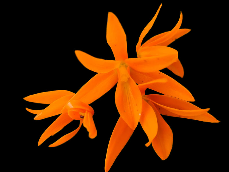 Guarianthe aurantiaca 'sin manchas'
