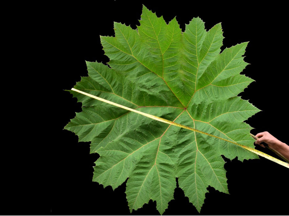 Gunnera aequatoriensis