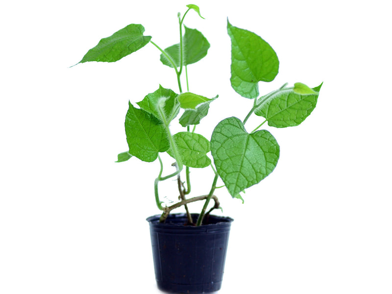 Gurania eriantha