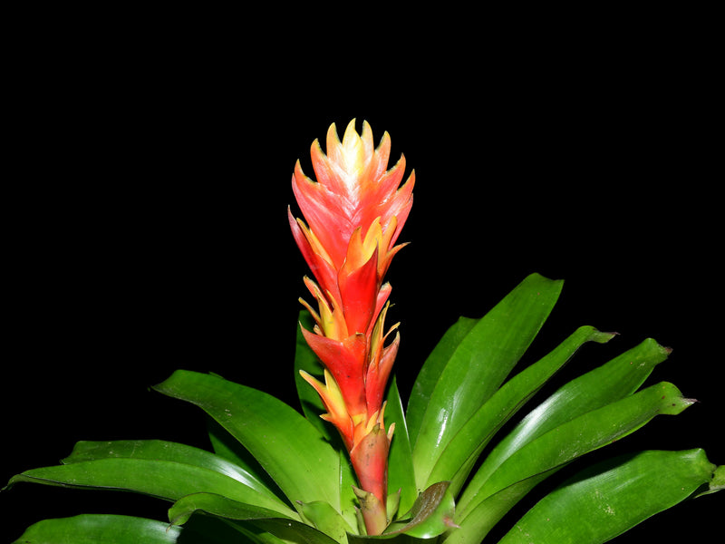Guzmania Deseo Pink
