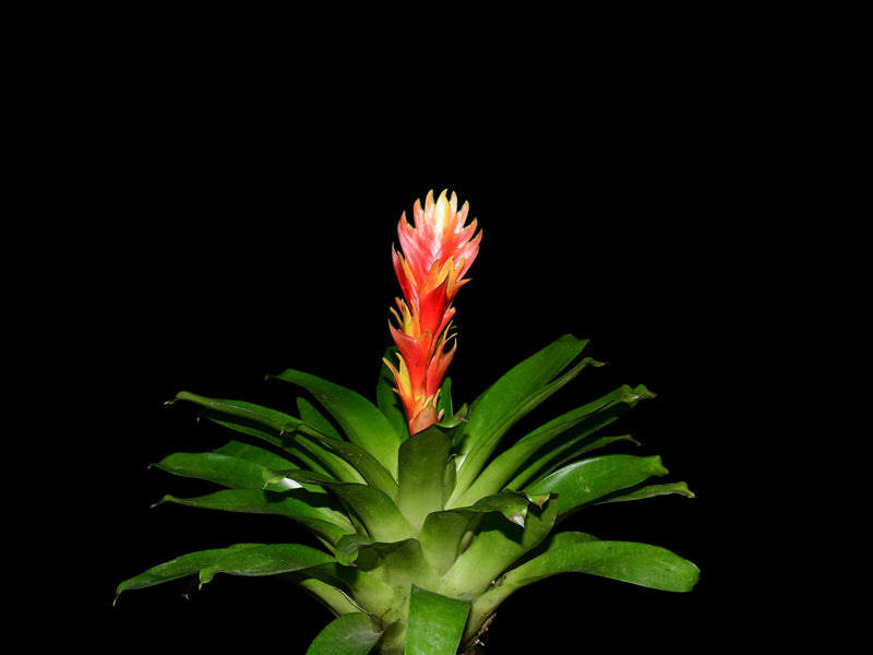 Guzmania Deseo Pink