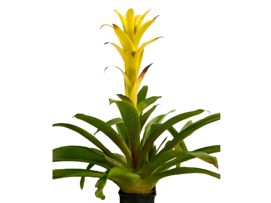 Guzmania Hilda