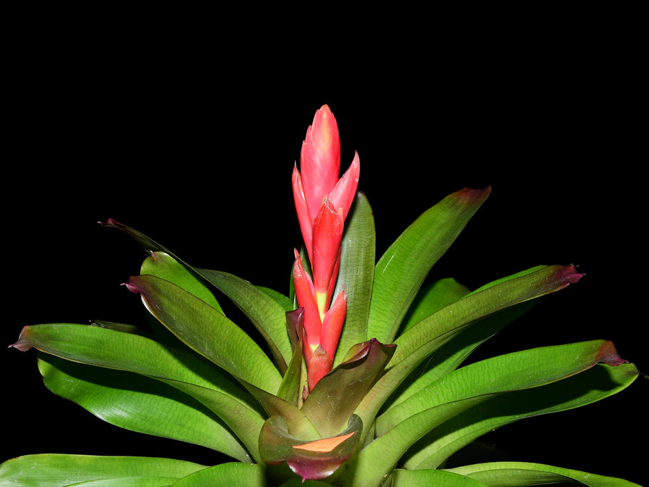 Guzmania Intenso Pink