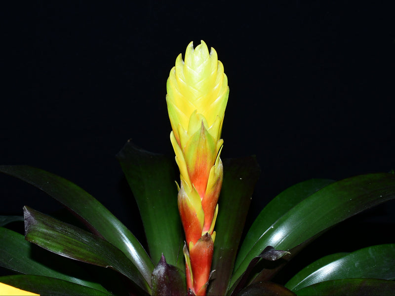 Guzmania Intenso Yellow