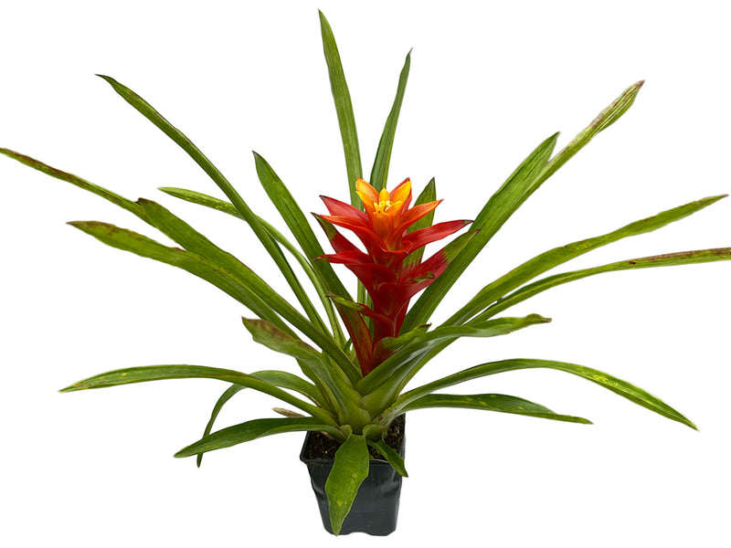 Guzmania Mariah