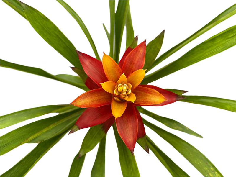 Guzmania Mariah