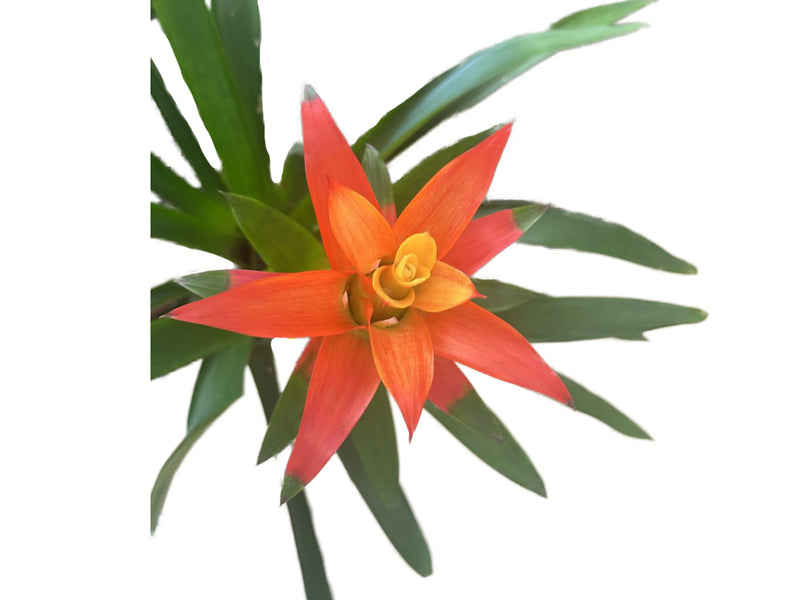 Guzmania Orange