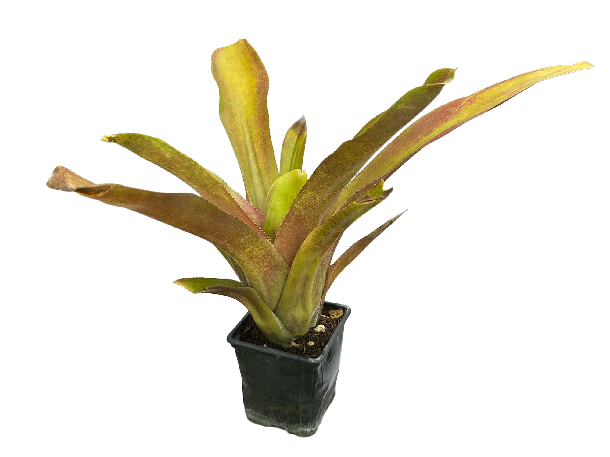 Guzmania Superior