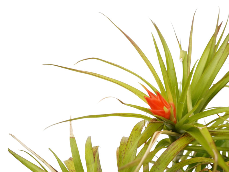 Guzmania angustifolia