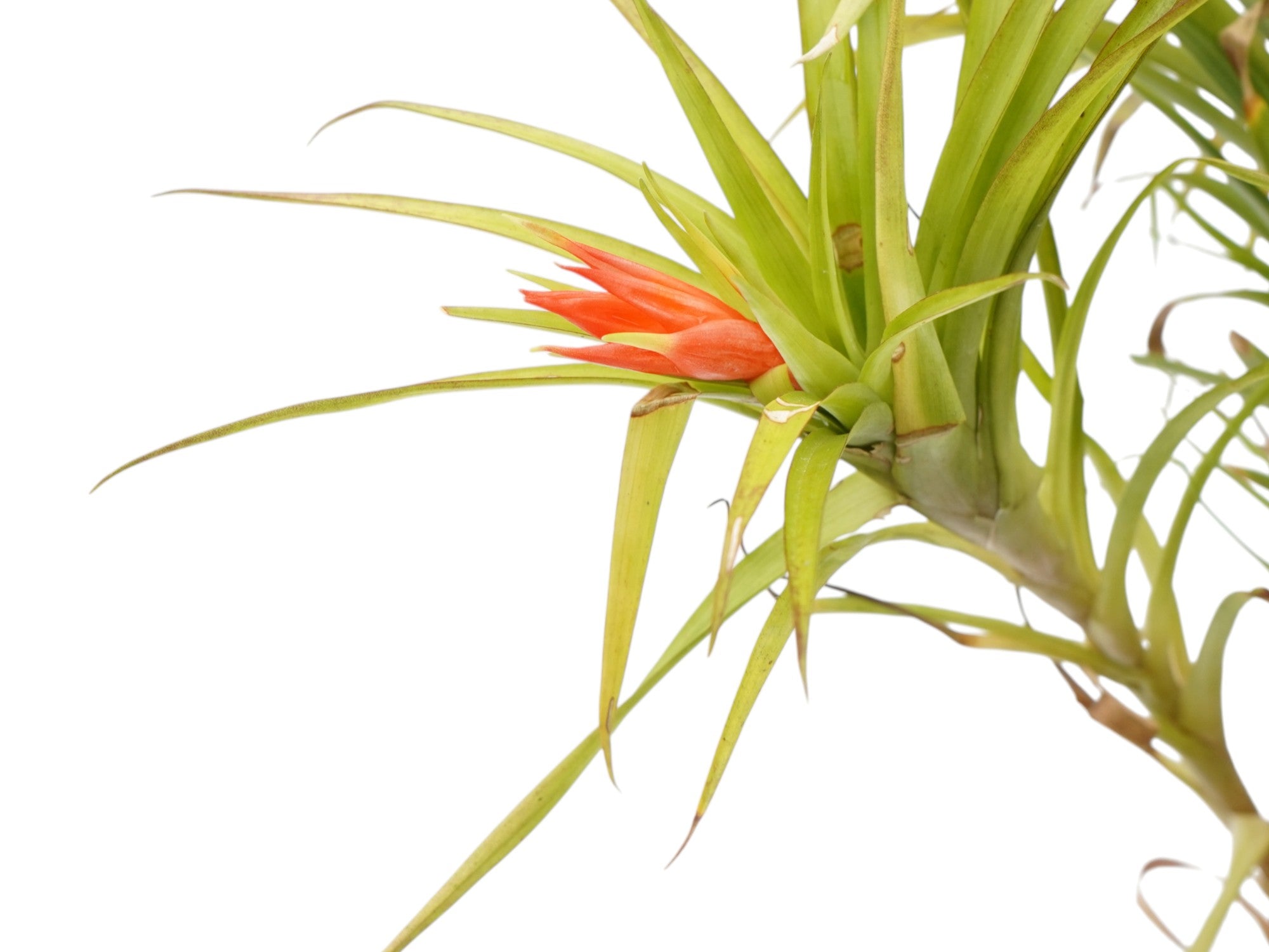 Guzmania angustifolia