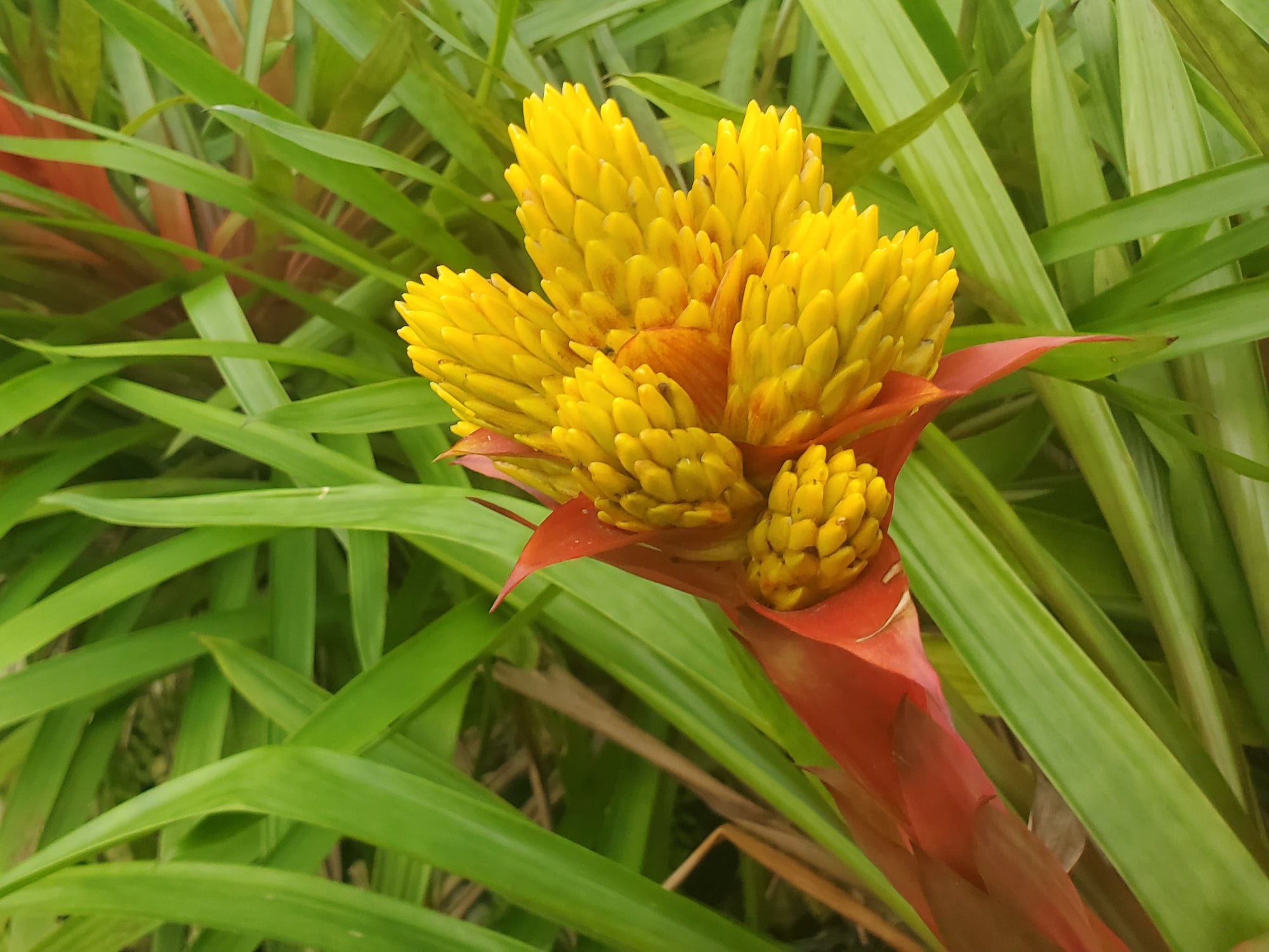 guzmania plant Guzmania conifera yellow — Ecuagenera Orquídeas del Ecuador