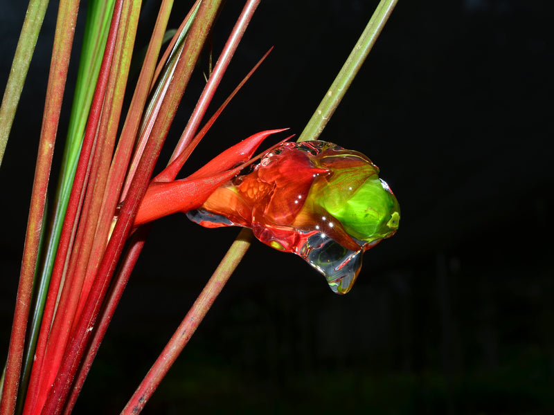 Guzmania globosa