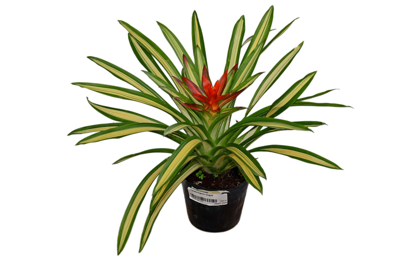 Guzmania lingulata variegada